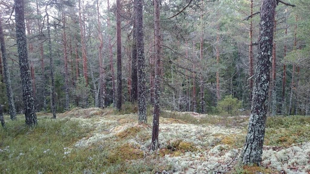 Figur 1: Typisk interiør fra øvre deler av lokaliteten med utsikt mot mer blandet skog lenger ned mot veien.