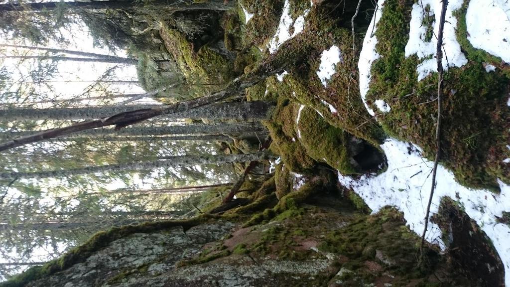 Oppsummering Utover de verdiene som er påvist i den kartlagte naturtypelokaliteten er det ikke påvist spesielle naturverdier i området.