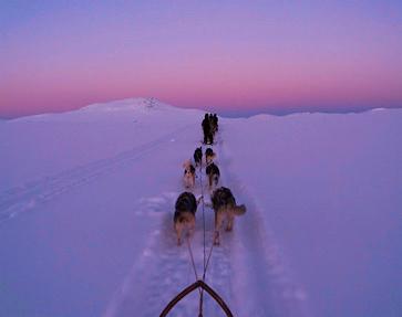 Aktiviteter Hundekjøring: Hundekjøring og teltliv var selve kjernen i tradisjonelle polarekspedisjoner.