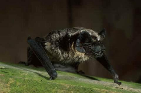 musculus) og trollflaggermusen (Pipistrellus nathusii). (Artsdatabanken, u.å. h) 2.3.