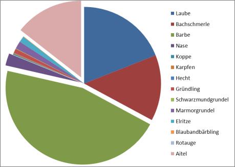 0+ Barbe & Aitel dominant, aber auch viele 0+ Nasen,