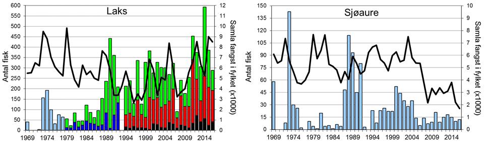 Laksefangstane i Vikja har i periodar variert nokolunde som i resten av fylket dei siste 20 åra, men med klare avvik enkelte år (figur 1, linje).