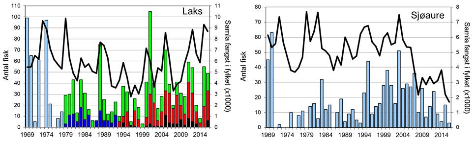 Fangstutviklinga av både laks og sjøaure er stort sett i tråd med den ein ser i resten av fylket (figur 1, linjer), sjølv om det avvik enkelte år. M.a. er reduksjonen i fangst av laks frå 2012 til 2013 noko sterkare enn i dei fleste andre elvar i fylket.