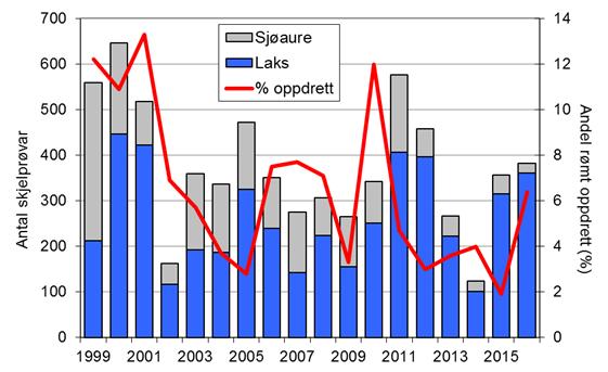 Fangstane av sjøaure har stort sett auka jamt frå midt på 1980-talet, men etter 2006 har fangstane vore låge.