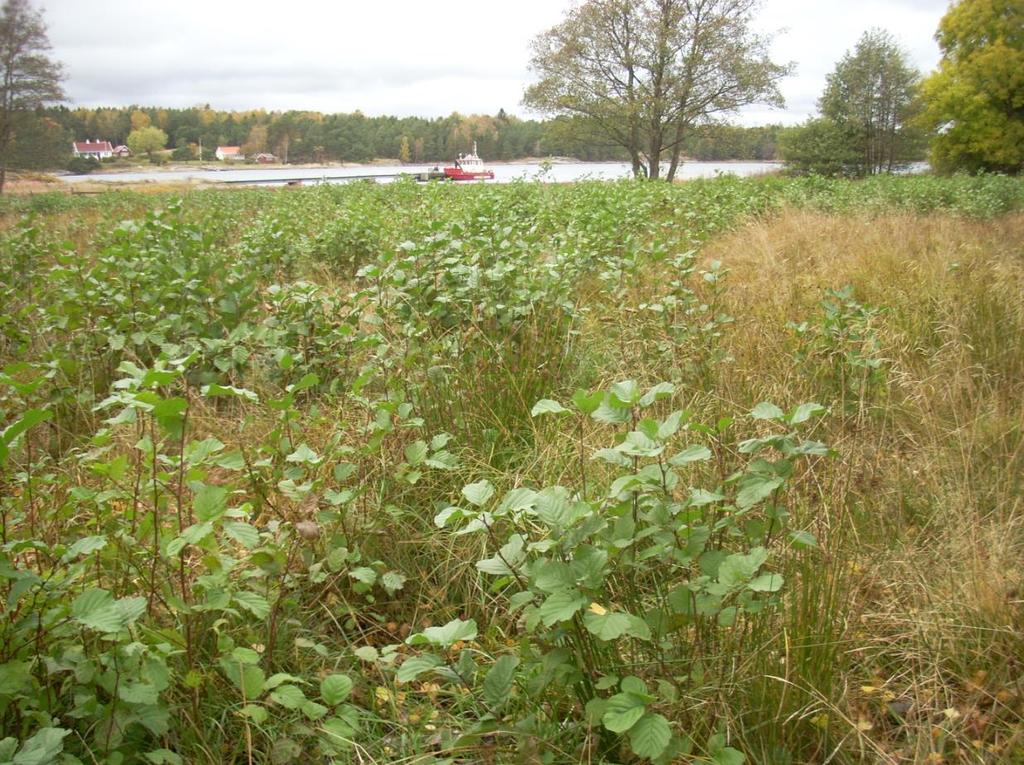 Slåttemyr er sterkt truet naturtype,