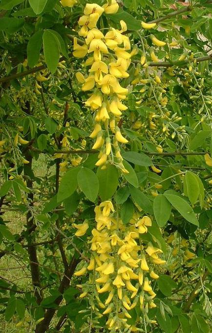 Foto: Sarah Skouen Gyvel Cytisus scoparius Busk som blir opp til 3 meter høg. Blomstrar med store, gule blomar frå mai til juni.