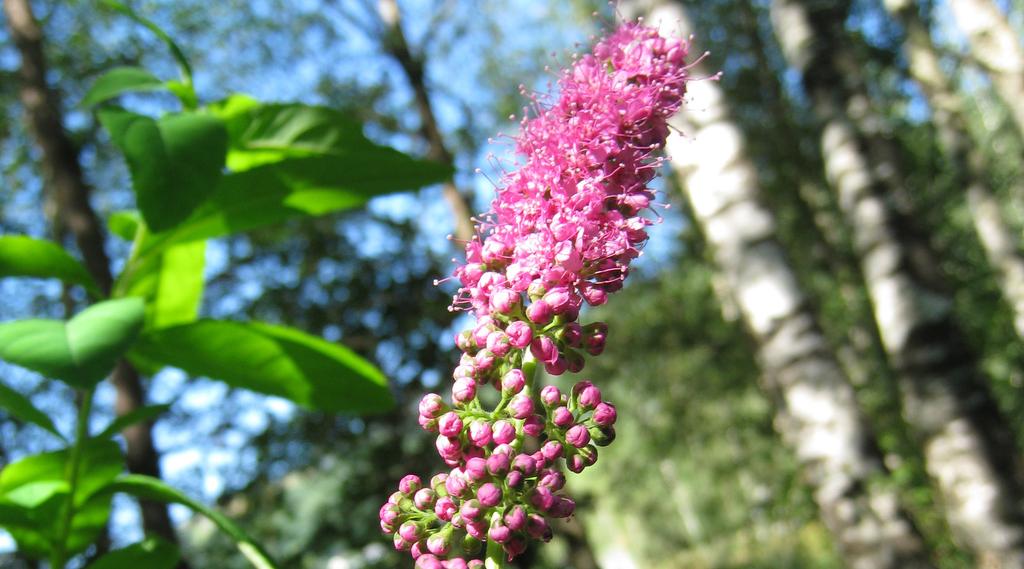 Spirea-artar Ei planteslekt i rosefamilien med litt under hundre artar. Er mykje brukt i hagar og parkar på grunn av fine blomsterstandar i kvitt eller rosa.