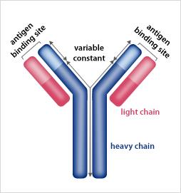 myelomatose overlever (en