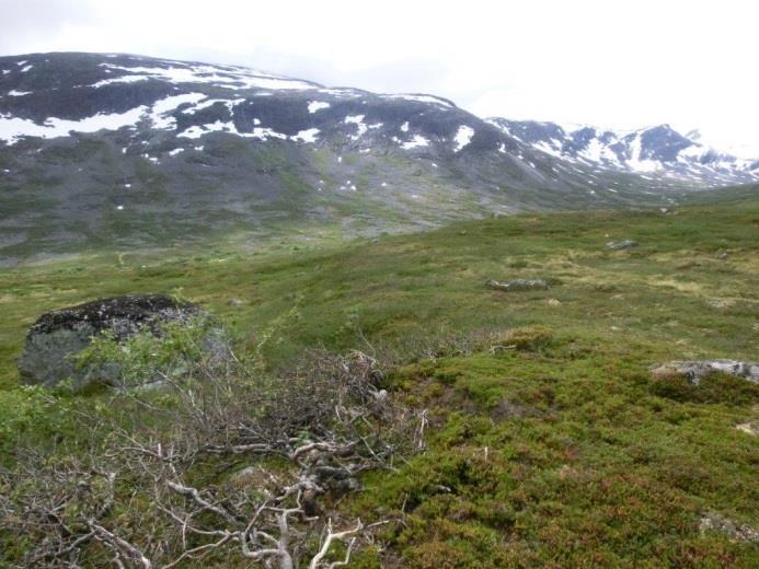 Føremåla med Reinheimen nasjonalpark er mellom anna å ta vare på eit stort, samanhengande og villmarksprega fjellområde med eit høgfjellsøkosystem, der leveområdet til villreinstammen i