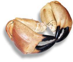 Hvitt krabbekjøtt forskjellige kvaliteter Brunt