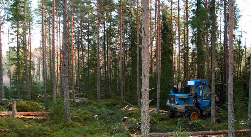 Tynning er hogst av de trærne som er til overs i forhold til det optimale, i skog som vanligvis har en alder på ca 35 45 år.