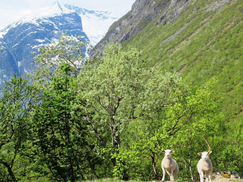 Innhald Føreord... 2 Innleing... 4 Oppsynsaktivitet: kontroll, tilsyn, informasjon o.a... 4 Kontroll og tilsyn... 5 Opprydding i gammalt kulturminne... 5 Formidling og informasjon.