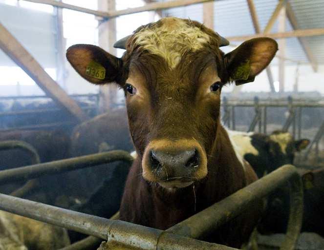 Rase tung, lett eller kryssning Tung rase Charolais, Limousin Tåler godt intensiv oppfôring uten for stor risiko for fett trekk Snitt tilvekst, alder