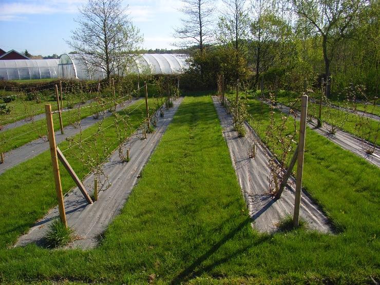 Innsamlet fra norsk flora, mange av dem