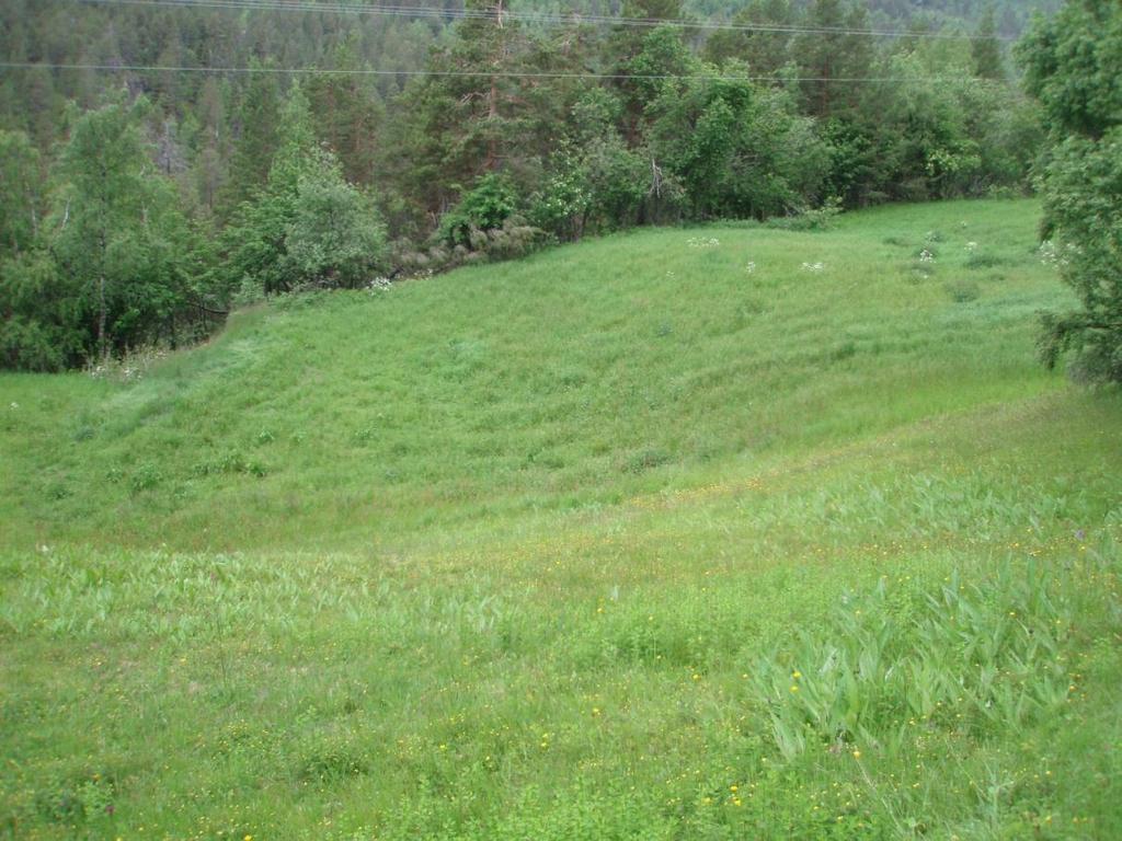 Vi ser også at skogen henger seg inn på enga. Foto: Maud Grøtta, Landbruk Nordvest. Bilde 2.