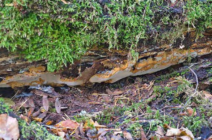 Sõnumid Foto: Urmas Ojango Lodutarjak (Rigidoporus crocatus) on seeneliik, keda põhjamaades leiab enamasti vaid kaitsealustest põlismetsadest, muudes metsades kohtab teda haruharva.
