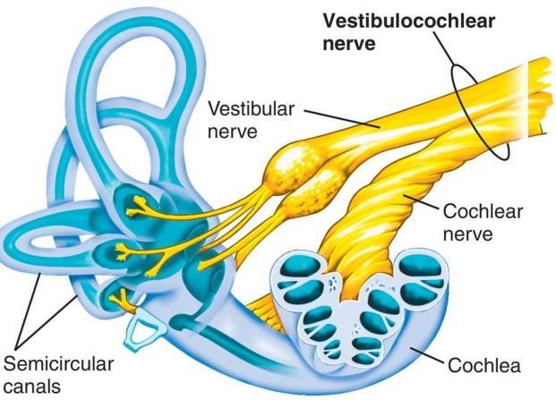 torsional og vertikal komponent Vestib. nevronitt inv.