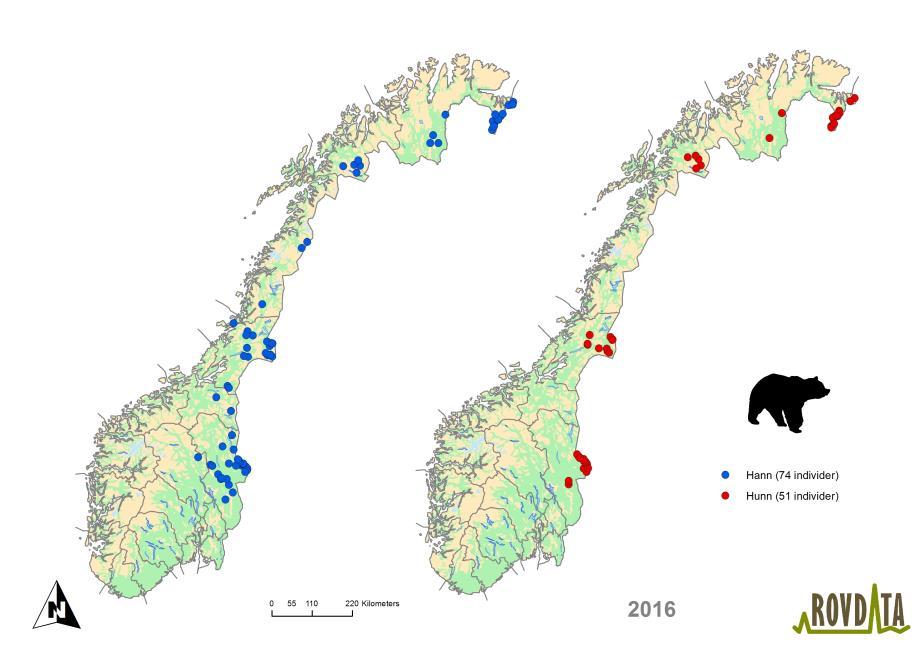 Bestandsstatus 2016/2017 - bjørn Rovviltregion Bestandsmål (årlige ungekull) Bestandsstatus