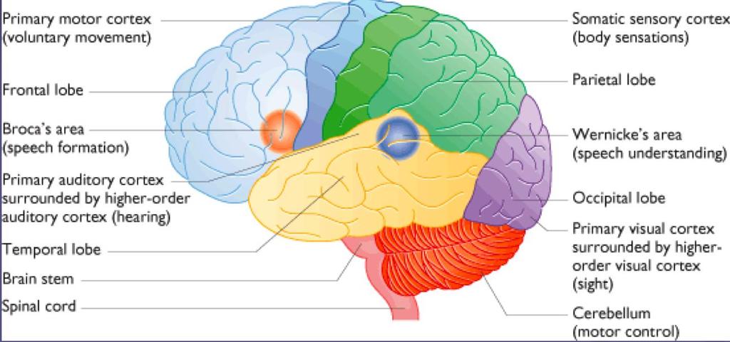 Motor cortex: Delen av hjernen som kontrollerer de 600+ musklene som vi kan bevege på frivillig. Ligger bakerst i frontlappen, og hver sin side av hjernehalvdelene styrer motsatt side av kroppen.