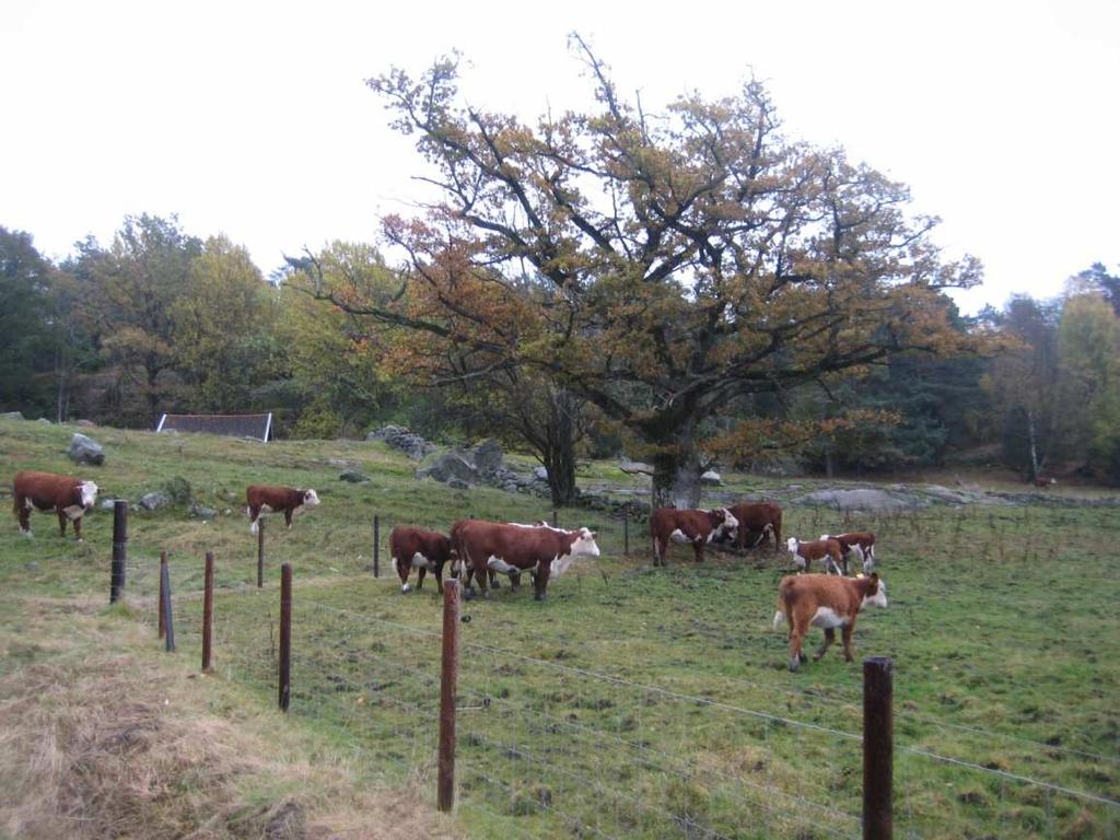 Søndre Årø Gård tiltak forts. Midler avsatt 2012 til: 1. Motor til flåte for frakt av dyr og fôr 2.