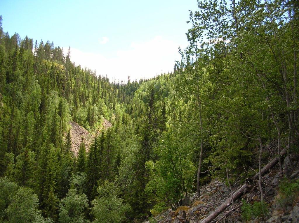 Foto: Tom Hellik Hofton Mye av granskogen i kløfta er