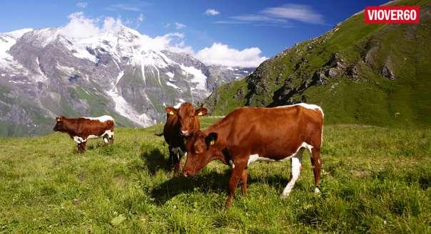 1 VAKRE FOTTURER TYROL Bli med på et aktivt sommereventyr til Ötztal i Østerrike!