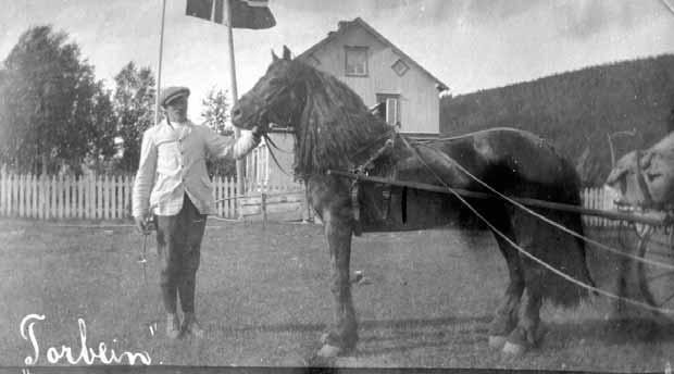 I 1914 kjøpte man inn til Målselv dølahingsten Torbein fra jubileumsutstillingen i Oslo. Det er denne hesten Johan omtaler.