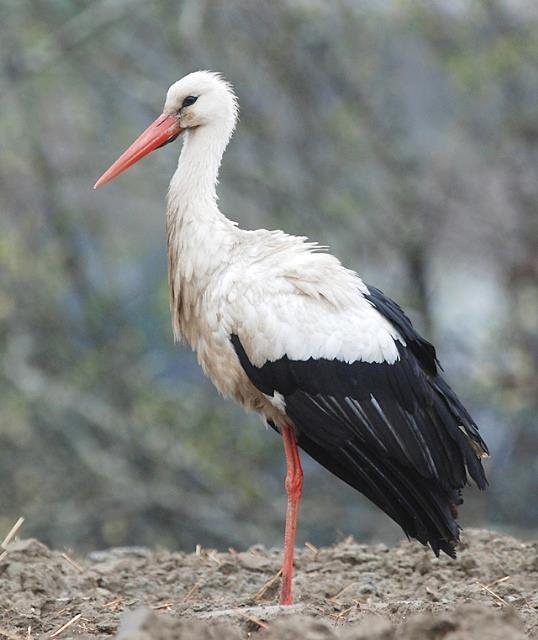 Stork Ciconia ciconia Storken har sin hovedutbredelse i Europa med 90 % av verdensbestanden. Arten hekker i Sentral- og Øst- Europa, samt i Portugal og Spania.