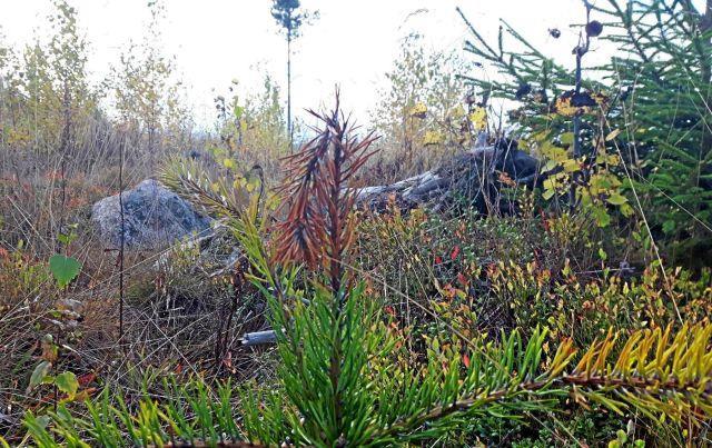 Klimaendringer gir nye skader Nytt stort utbrott av Diplodia pinea