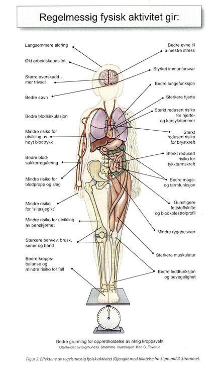 FYSISK AKTIVITET Anbefalt 30 min.