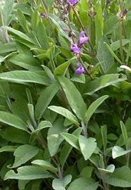 DEL 2: Salvie, Salvia officinalis L., som medisinplante. Botanisk navn: Salvia officinalis L. Familie: Lamiaceae (Leppeblomst) Norsk navn: Salvie, kryddersalvie.