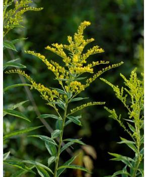 4.1.2 KANADAGULLRIS Kanadagullris (Solidago canadensis) er en flerårig plante som er i rask spredning, særlig langs veier, jernbane og på andre arealer som ikke skjøttes regelmessig.