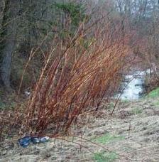 Heatweed-metoden baserer seg på bruk av varmtvann for å ødelegge plantene, og er et alternativ til sprøyting.