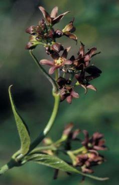 4.1.6 RUSSESVALEROT Russesvalerot (Vincetoxicum rossicum) er en flerårig plante i spredning på øyene og i kystsonen i Indre Oslofjord.