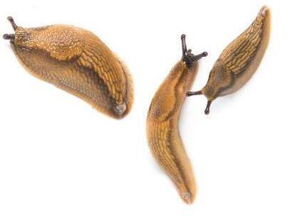 Brunskogsnegl har blitt forvekslet Figur 18: Voksen brunskogsnegl. Foto: Bioforsk.no. med iberiaskogsnegl (Arion lusitanicus).