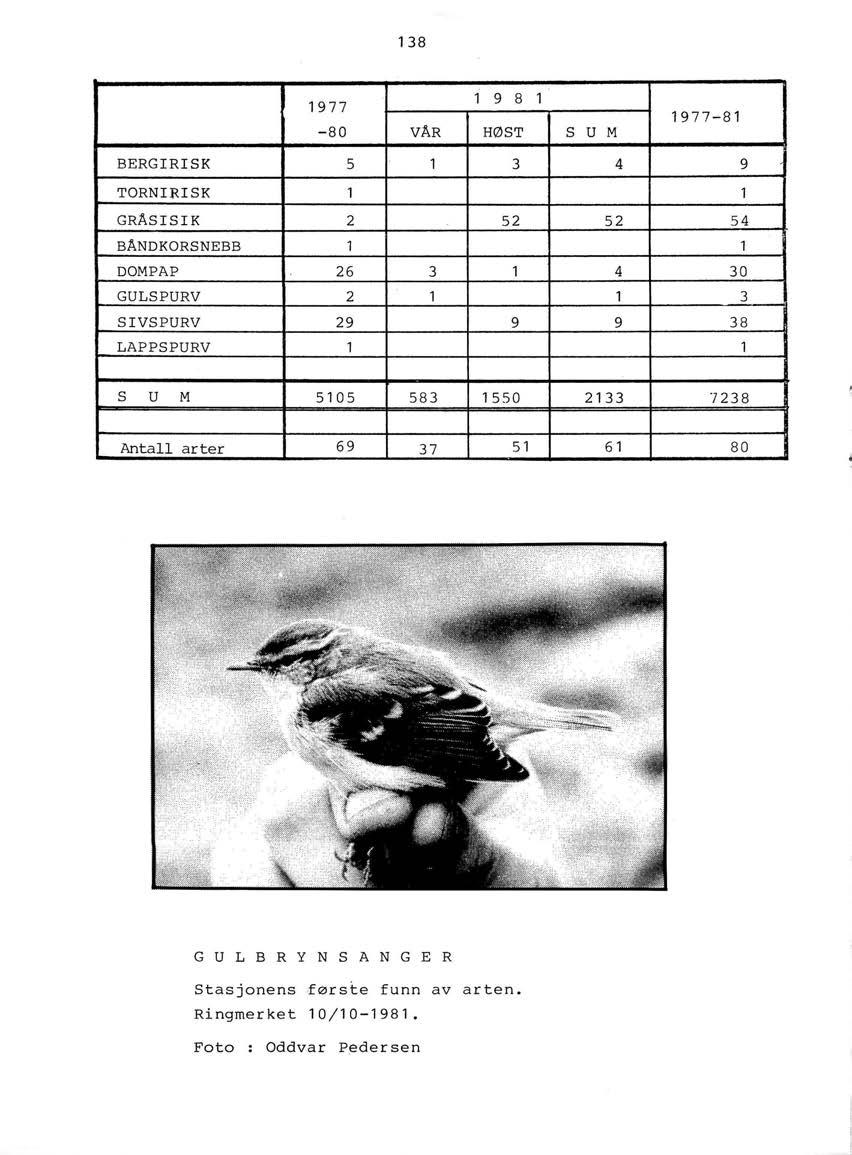 138 1977 1 9 8-80 VAR HØST 1 s u M 1977-81 BERG I RISK 5 1 3 TORNIRISK 1 GRÅSISIK 2 52 BAND KORSNEBB 1 DOMPAP 26 3 1 GULSPURV 2 1 SIVSPURV 29 9 LAPP SPURV 1 4 9 1 52 54 1 4