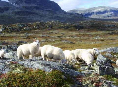 Med 4 % dyrka mark i Norge, må målet være maks