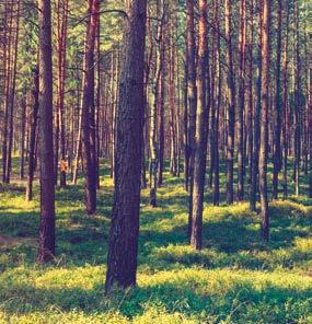 i skogen er ungskogpleie og avstandsregulering