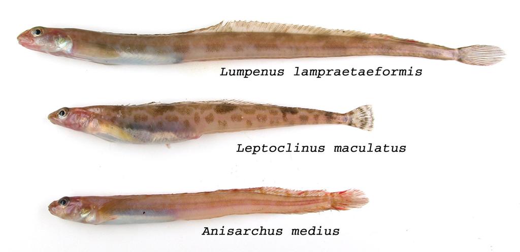 Langebarn Langebarn Under langebarn inngår artene langhalet langebarn (Lumpenus lampretaeformis), rundhalet langebarn