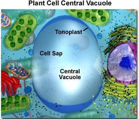 11 Vakuoler Omgitt av en membran (tonoplast) Mangler indre struktur Unge planteceller har flere små vakuoler Opptar 90
