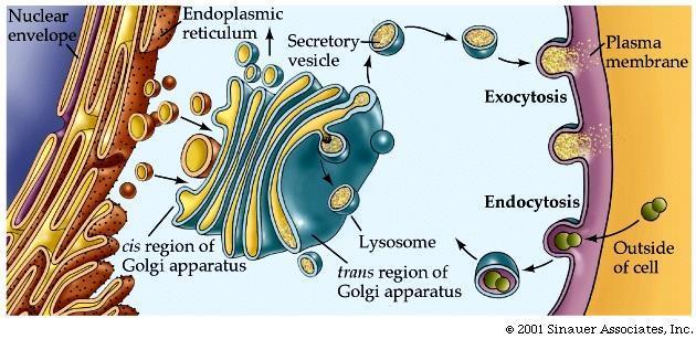 Endoplasmatisk reticulum (ER) og Golgi-apparatet I lysosomet nedbrytes molekyler som cellen tar opp gjennom