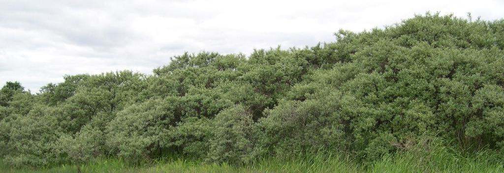 Plantenes opprinnelse Opptak av vann og næring krevde store tilpasninger når plantene ble store og kom opp på land Utvikling av rotsystem som kunne ta opp næring og vann