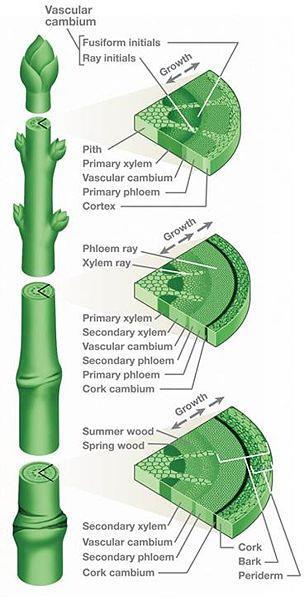 30 Plantenes opprinnelse For å kunne konkurrere om lys ble det utviklet stengler (stammer) som kunne vokse i tykkelse sekundær vekst Plantene kunne da bli større og høyere
