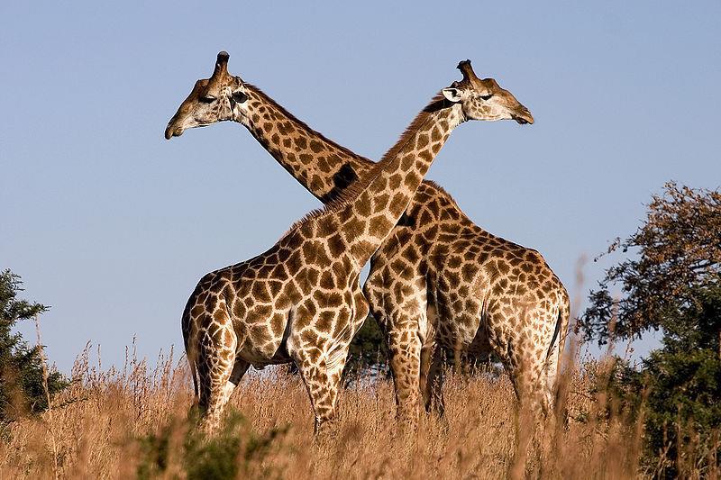 Evolusjon -historie Jean Baptiste Lamarck Eksempel på hans teori er den lange halsen til giraffen.