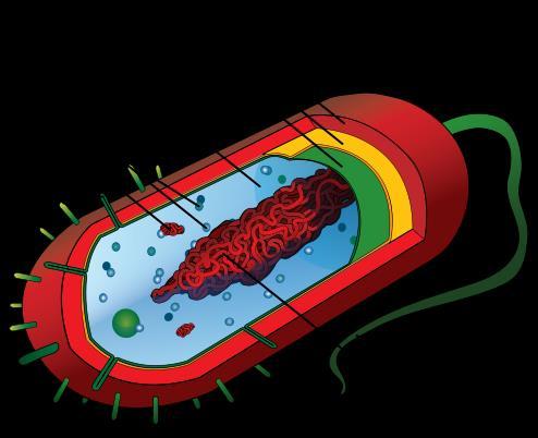 Ulike typer celler prokaryote Bakterier Stort sirkulært DNA Ingen cellekjerne Mangler