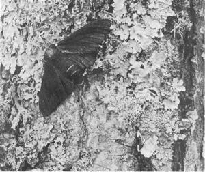 56 The Peppered Moth