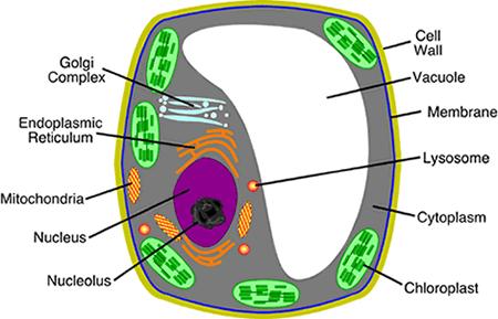 Ulike typer celler eukaryote Planteceller og dyreceller Lineært DNA DNA er