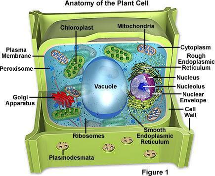 8 Organeller i plantecellen Celleveggen Cellemembran Cytoplasma Kloroplaster