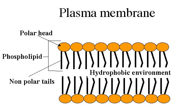 9 Cellemembranen (Plasmamembranen) Den membranen som omslutter cellen og funger som yttervegg Sørger for transport inn og ut av cellen Koordinerer syntese og oppbygging av