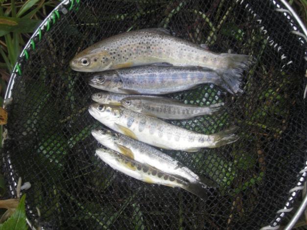 6.1 Fiskeundersøkelser i bekker Metodikk og prøveomfang Sammensetning, mengde og alderstruktur for fiskefauna er angitt som et kvalitetselement for klassifisering av økologisk tilstand i rennende
